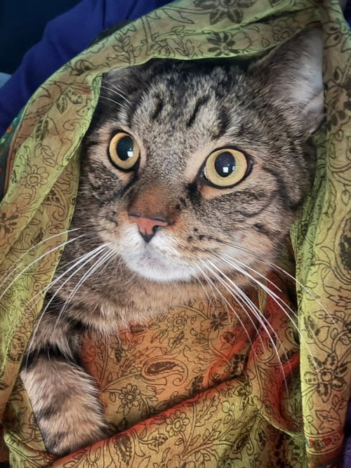 Chuchu, American Shorthair, cat for adoption in New Brunswick, New Jersey