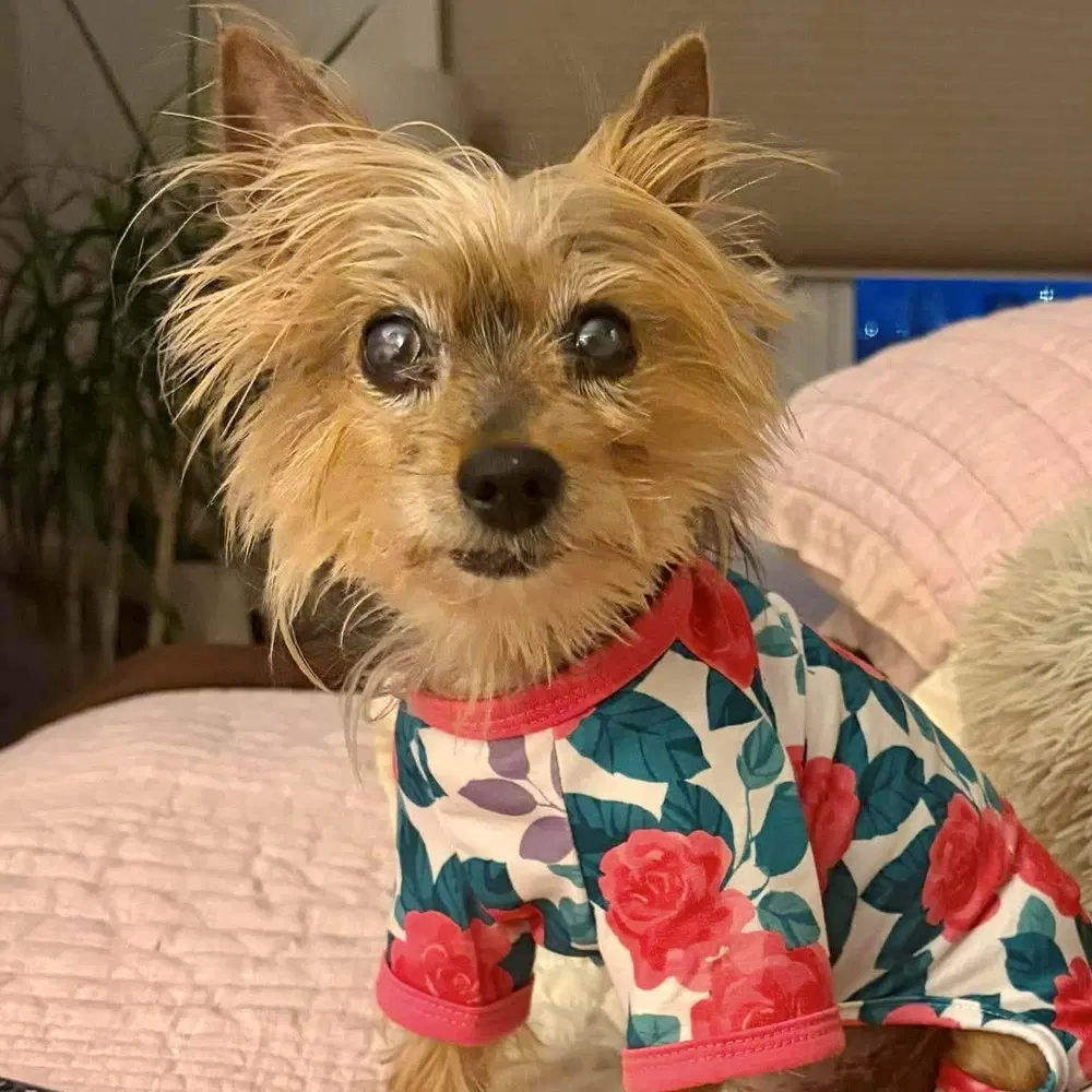 Dottie Princessa - Yorkshire Terrier Yorkie