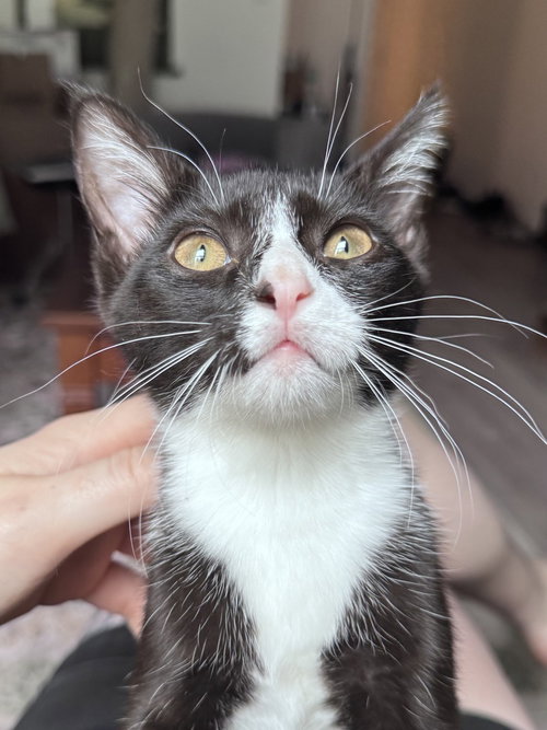 Suki
