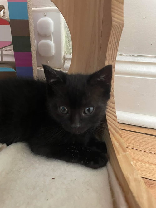 Pumpernickel