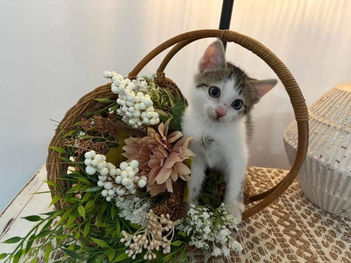 Carl, Domestic Short Hair, cat for adoption in Mount Vernon, New York