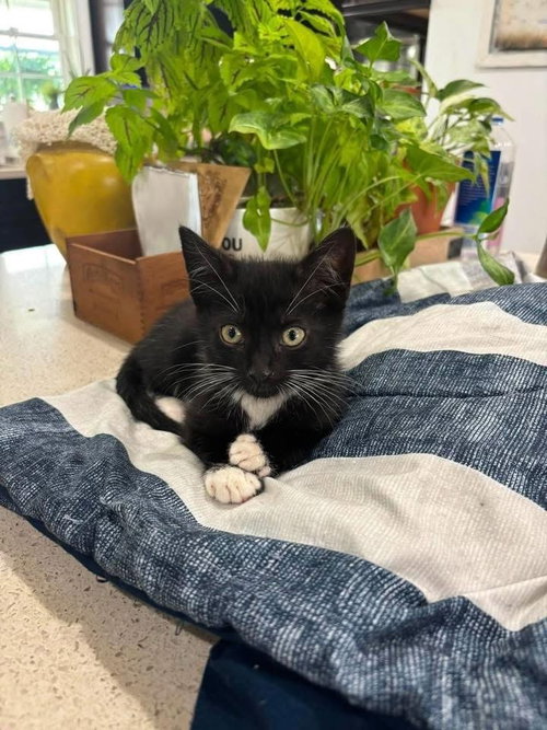 Momo, Domestic Short Hair, cat for adoption in Mount Vernon, New York