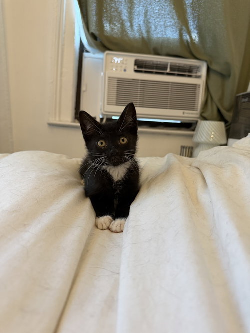 Momo, Domestic Short Hair, cat for adoption in Passaic, New Jersey
