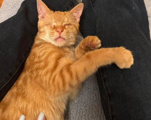Lil