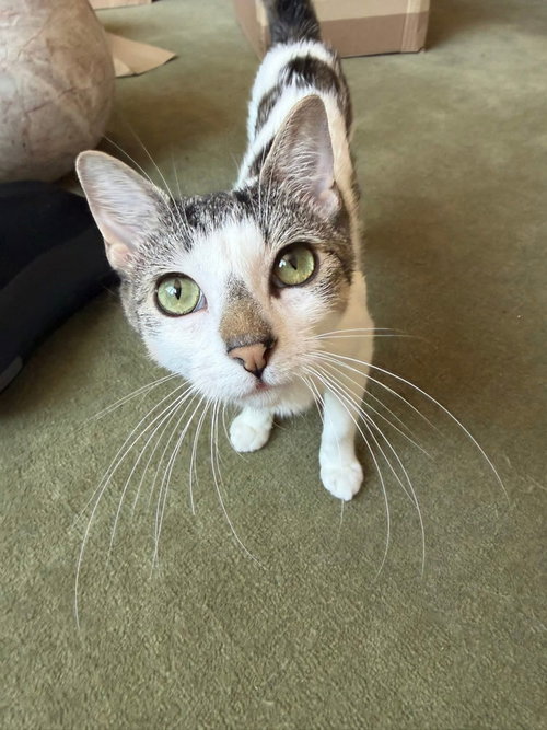 Sol, American Shorthair, cat for adoption in Passaic, New Jersey