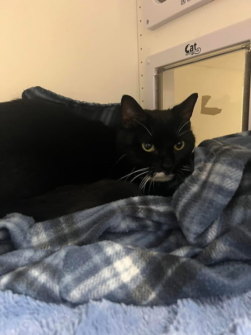 Mr. Mittens