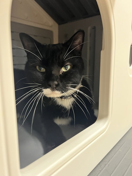 Mr. Mittens, Domestic Short Hair, cat for adoption in Perth Amboy, New Jersey