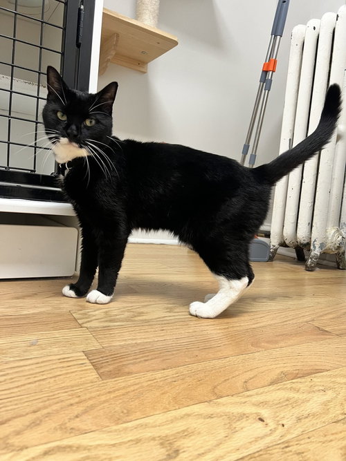 Mr. Mittens, Domestic Short Hair, cat for adoption in Passaic, New Jersey