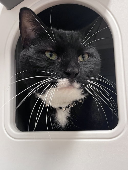 Mr. Mittens, Domestic Short Hair, cat for adoption in Jersey City, New Jersey