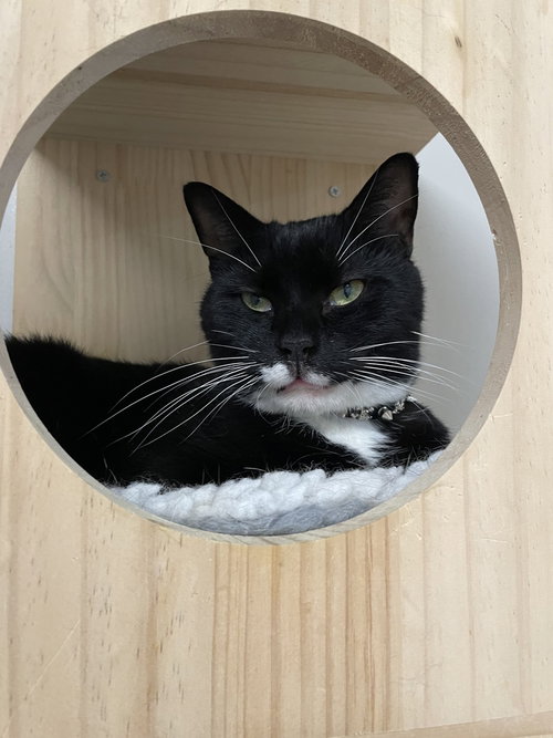 Mr. Mittens, an adoptable Domestic Short Hair in Whitestone, NY