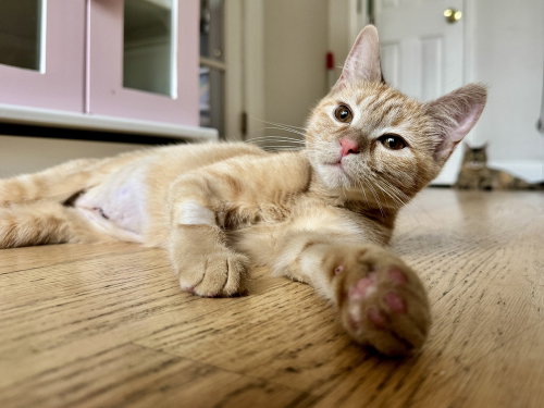 Munchkin, American Shorthair, cat for adoption in Passaic, New Jersey