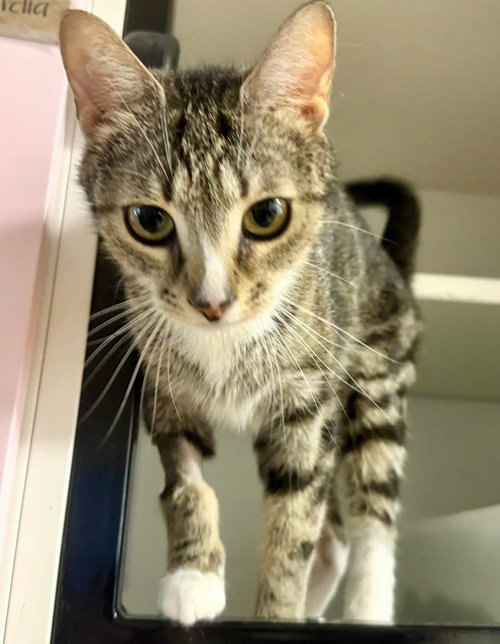 Scarlet, Domestic Short Hair, cat for adoption in Passaic, New Jersey