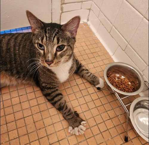 Broadway, American Shorthair, cat for adoption in Passaic, New Jersey