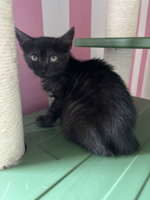 Nini, Domestic Short Hair, cat for adoption in Passaic, New Jersey