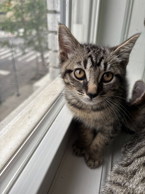 Johnny, Domestic Short Hair, cat for adoption in Passaic, New Jersey