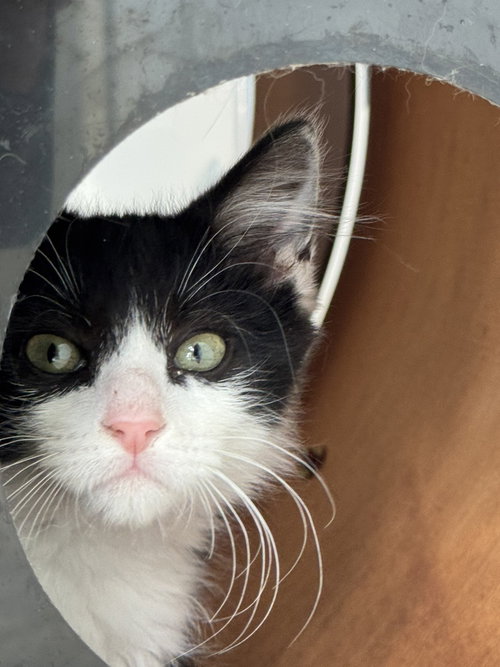 Dill, Domestic Short Hair, cat for adoption in Passaic, New Jersey