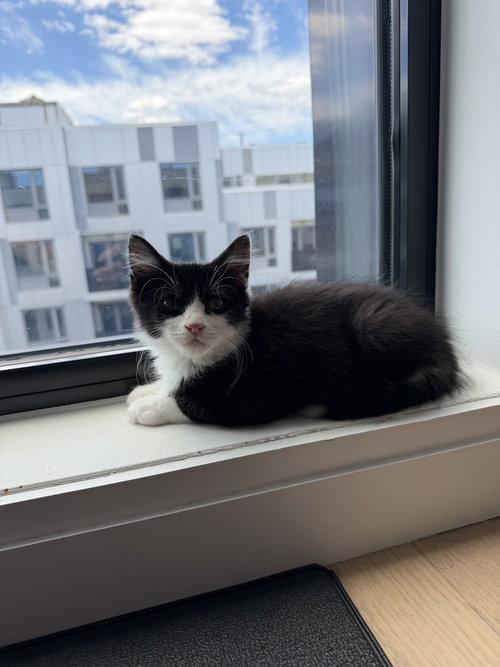 Dill, Domestic Short Hair, cat for adoption in Danbury, Connecticut