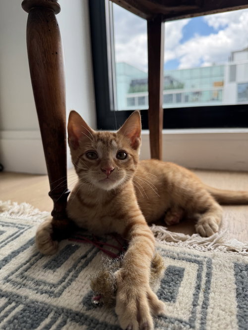 Cherry, Domestic Short Hair, cat for adoption in Jersey City, New Jersey