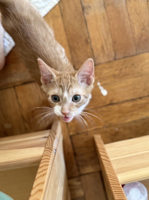 Bernie, Domestic Short Hair, cat for adoption in Passaic, New Jersey