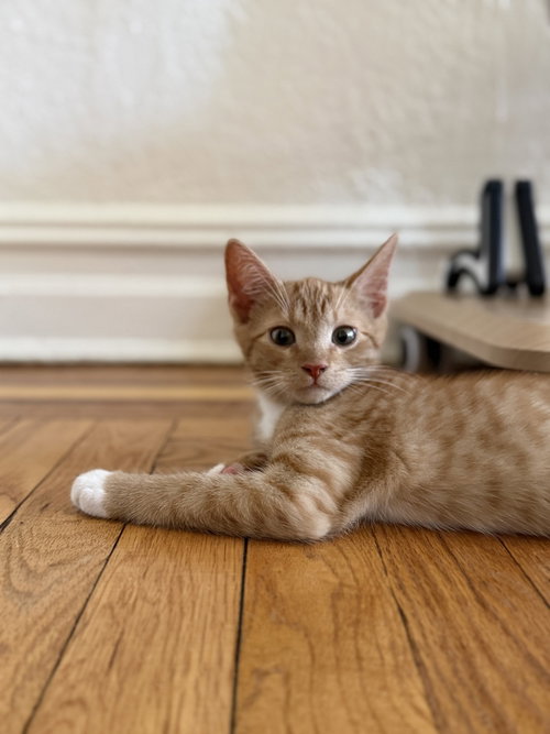 Benny Ben, Domestic Short Hair, cat for adoption in Passaic, New Jersey