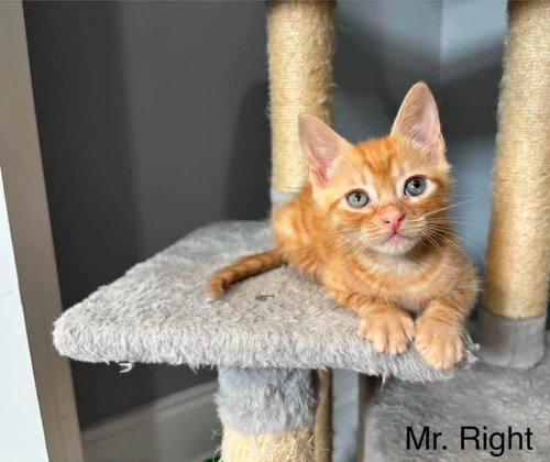 Mr. Right