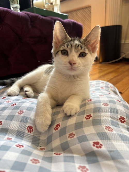 Matzoh, Domestic Short Hair, cat for adoption in Stamford, Connecticut