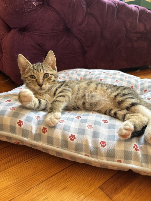 Knish, Domestic Short Hair, cat for adoption in Passaic, New Jersey