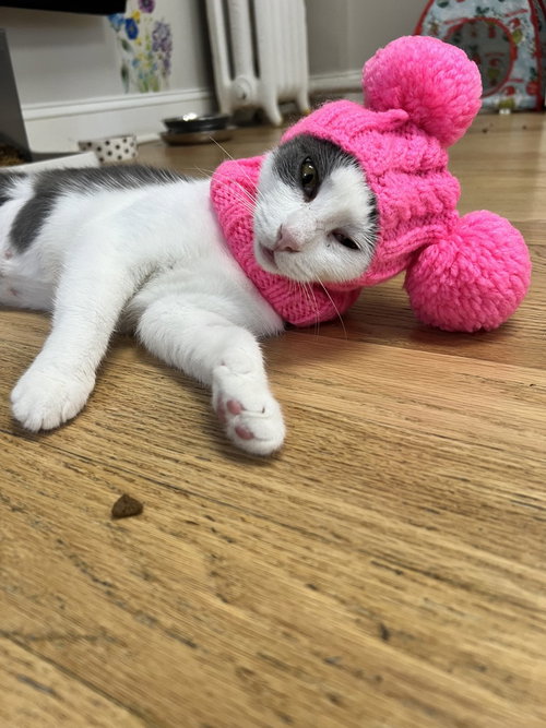 Vena, Domestic Short Hair, cat for adoption in Clifton, New Jersey