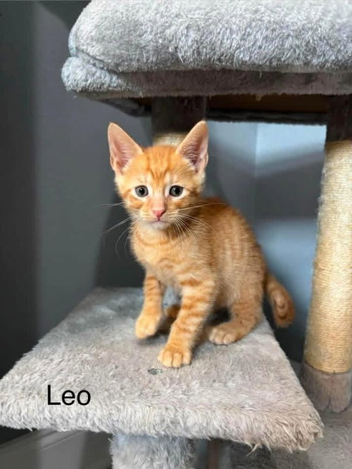 Leo