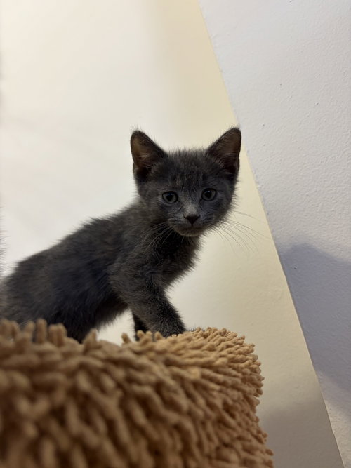 Sage, Domestic Short Hair, cat for adoption in Passaic, New Jersey