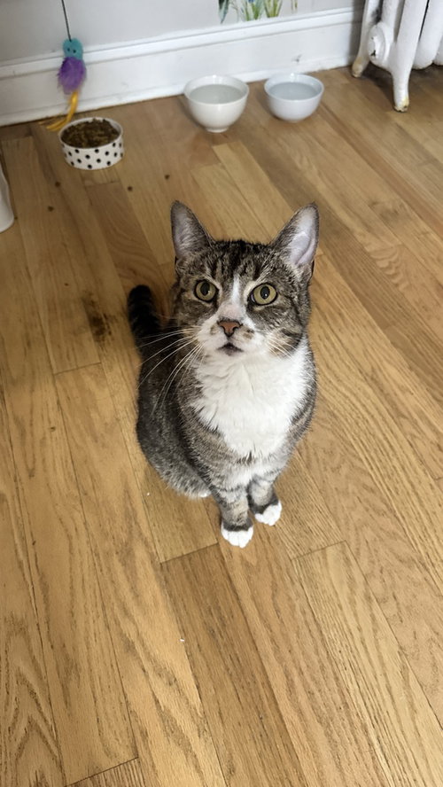 Mason, Domestic Short Hair, cat for adoption in Valley Stream, New York