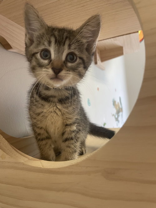 Barb, Domestic Short Hair, cat for adoption in Jersey City, New Jersey