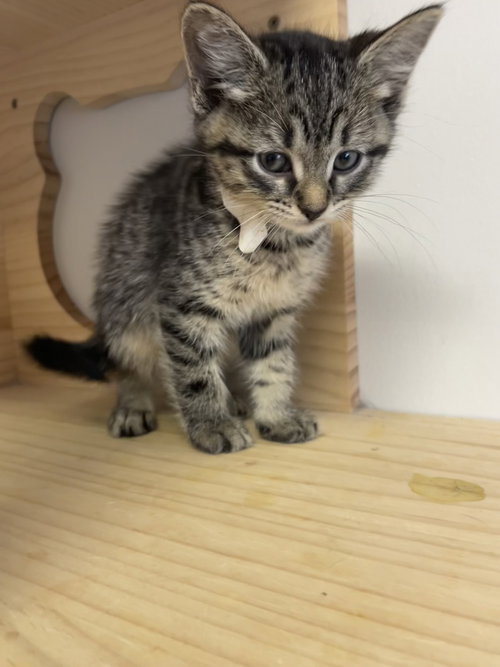 Boobie, Domestic Short Hair, cat for adoption in Jersey City, New Jersey