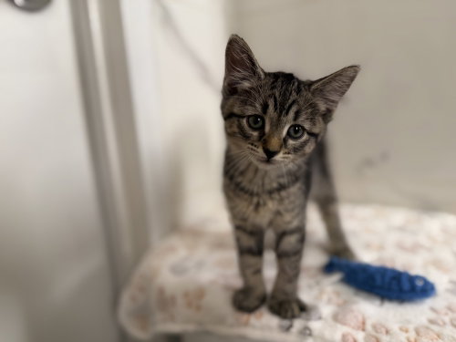 Boobie, an adoptable Domestic Short Hair in Whitestone, NY