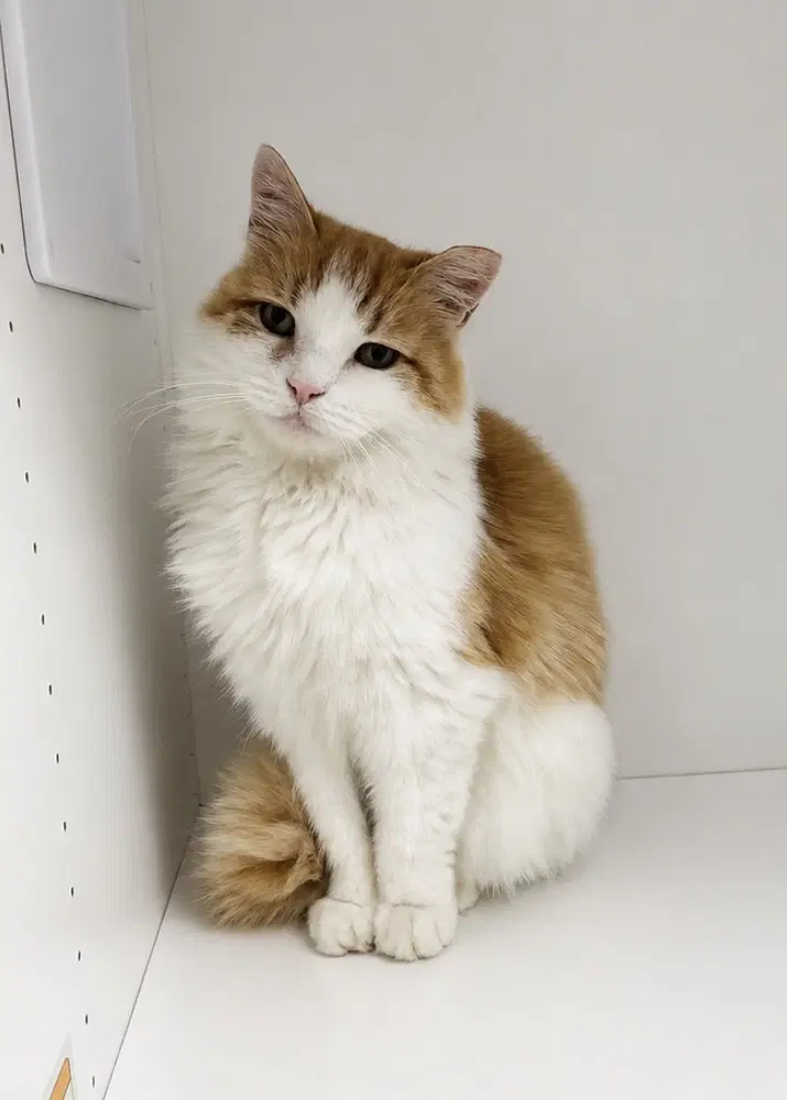 Mozzarella - Domestic Long Hair