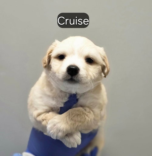 Cruise (p)