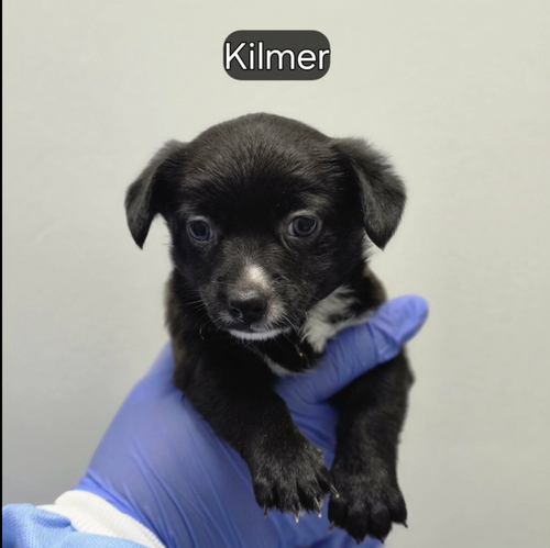 Kilmer (p)