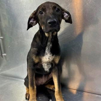 Everglade (p), an adoptable Rottweiler in Whitestone, NY