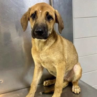 Teton (p), an adoptable Terrier in Whitestone, NY