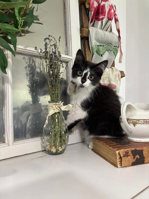 Maeve, an adoptable Domestic Long Hair in Whitestone, NY
