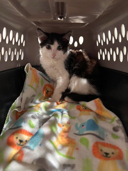 Maggie, Domestic Short Hair, cat for adoption in Clifton, New Jersey