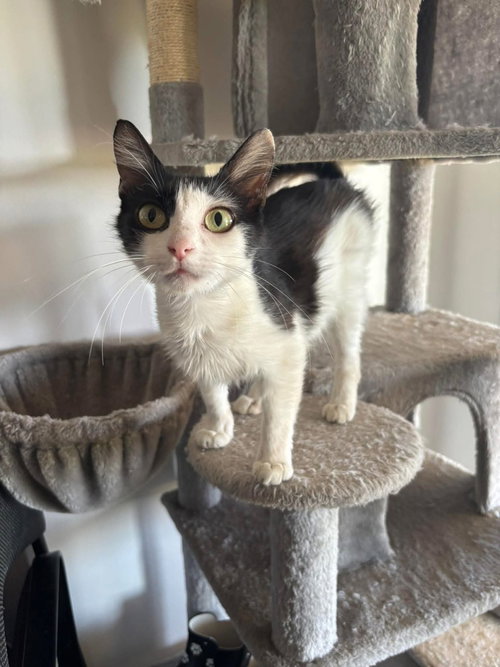 Mama Mia, Domestic Short Hair, cat for adoption in Clifton, New Jersey