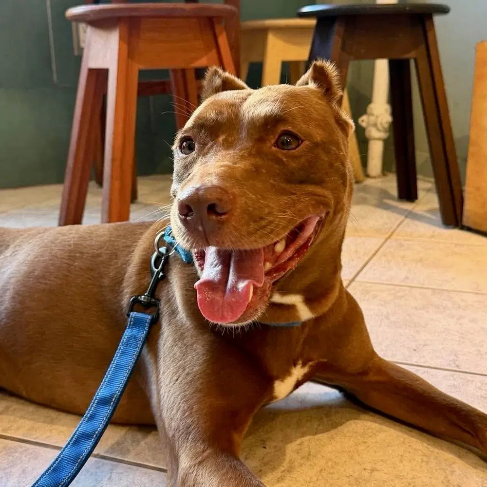 Mochachino - American Staffordshire Terrier