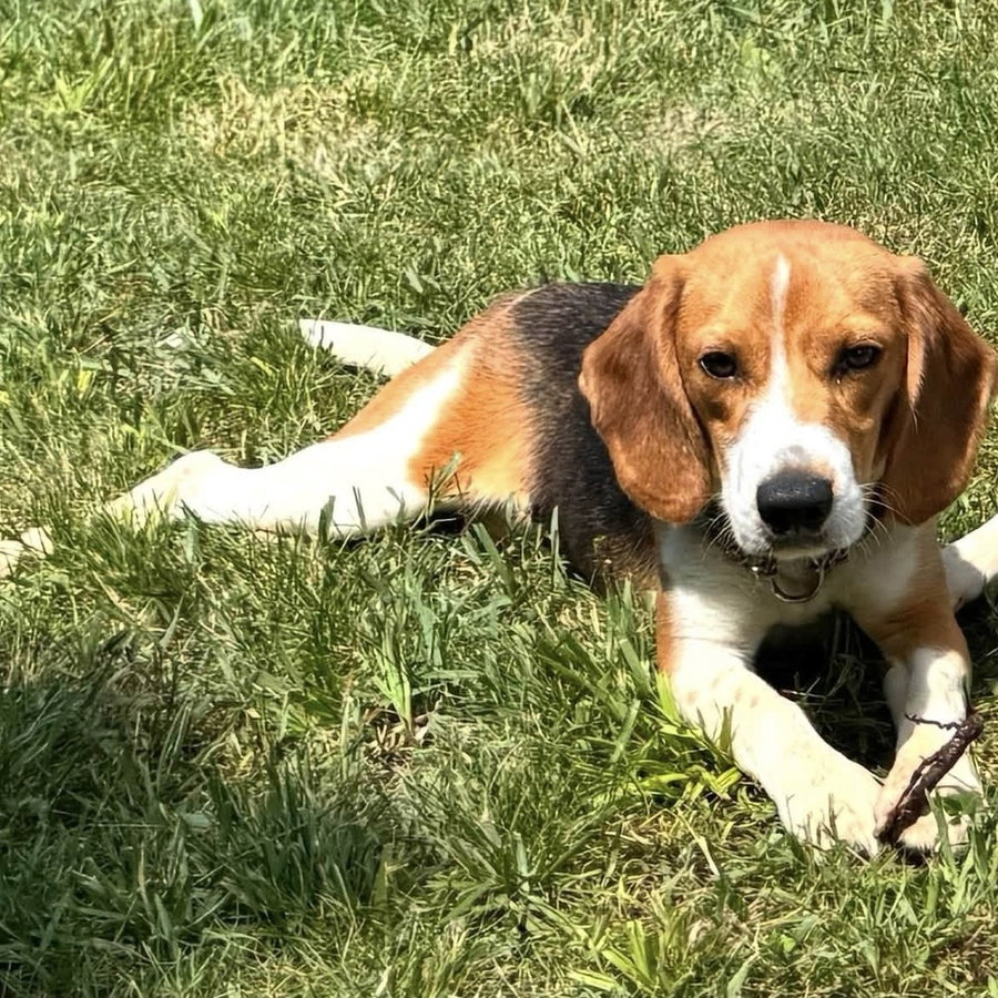 Waylon