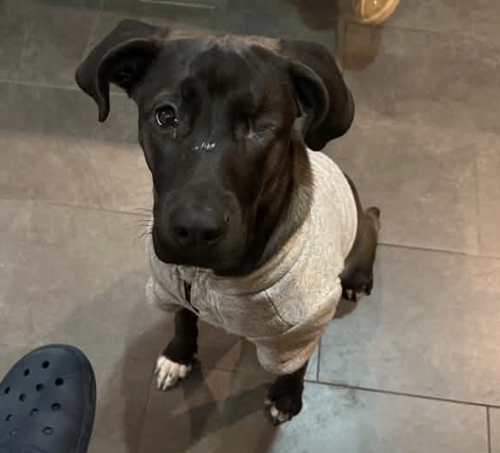 Marie Laveau, an adoptable Bulldog in Whitestone, NY