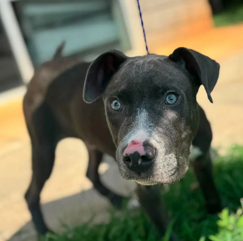 Chapo P - Terrier