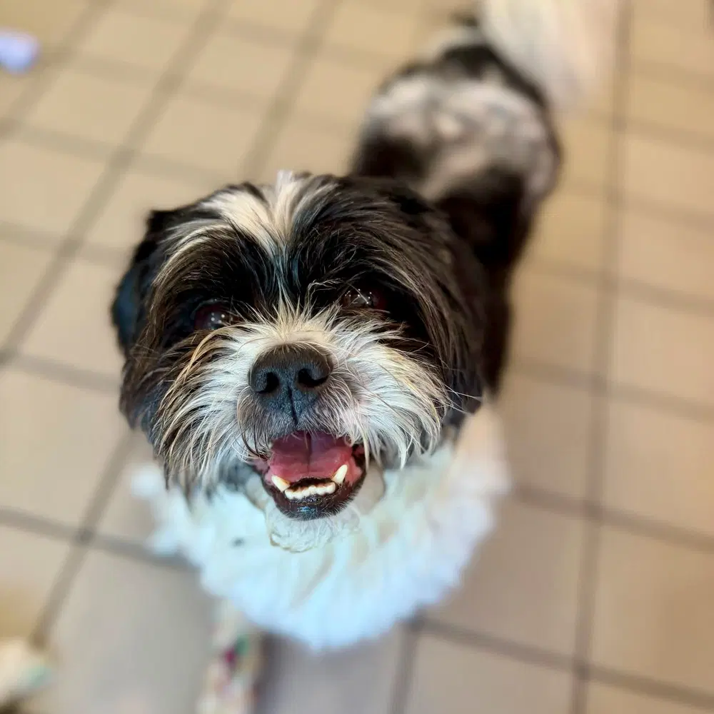 Mister Benji - Shih Tzu