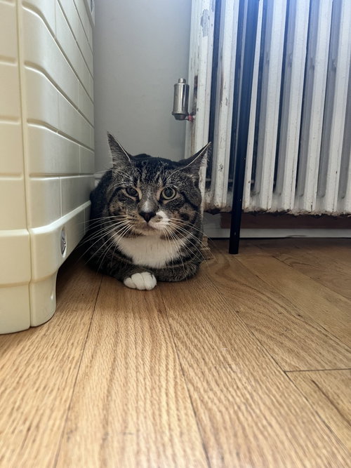 Gordo, an adoptable Domestic Short Hair in Whitestone, NY
