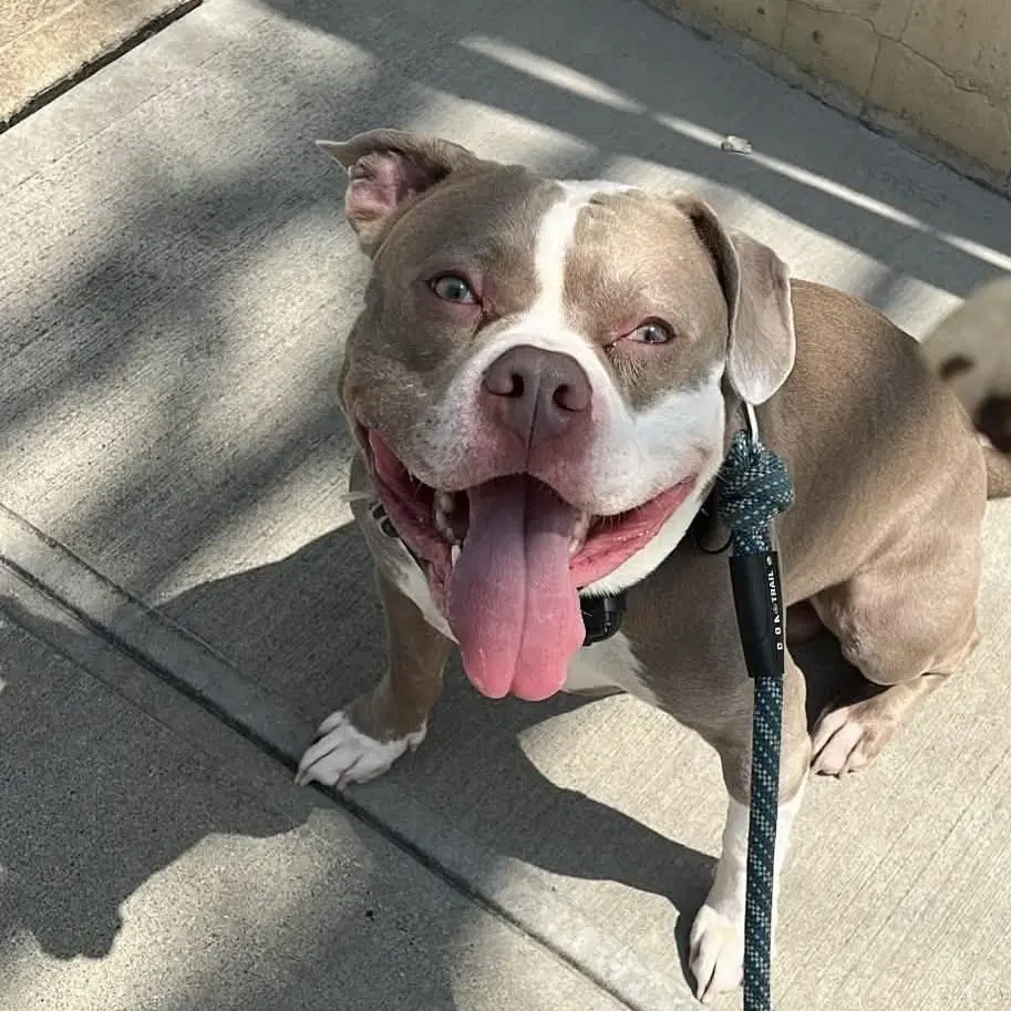 Tank - American Staffordshire Terrier