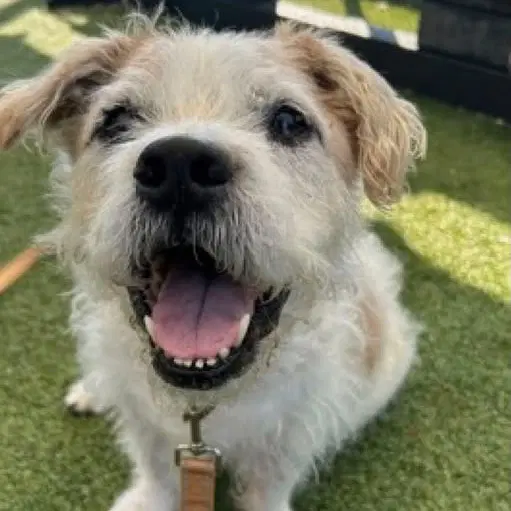 Malcolm - Terrier
